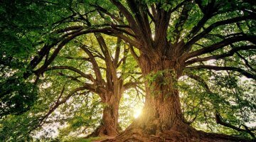 GrowFX 2.0 - Parametric tree and plant modelling plugin for 3DS Max