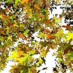 This is texturemap - you can use only one material to randomize base color or other texturemap and apply new to nodes, faces or IDs of object faces