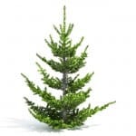 Abies Pardei - 3d model tree