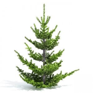 Abies Pardei - 3d model tree
