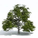 Aesculus - 3d model tree