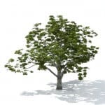 Aesculus Grand - 3d model tree