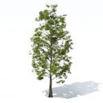 Platanoides - 3d model tree