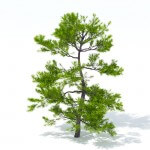 Podocarpus - 3d model tree