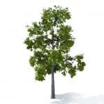 Quercus - 3d model tree