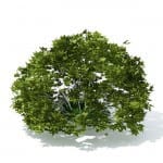 Shurb - 3d model