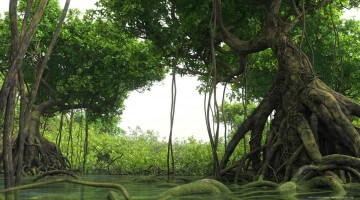 GrowFX - mangrove forest