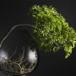 Bonsai tree 3D model | formats: MAX (VRay), FBX, OBJ | vol.1 - 10-1