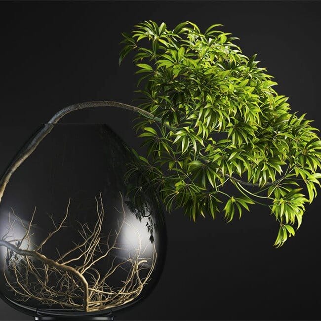 Bonsai tree vol.1 - 10-1 Bonsai tree vol.1 - 10-1