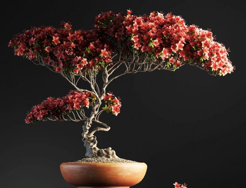 Bonsai tree 3D model | formats: MAX (VRay), FBX, OBJ | vol.1 - 12-1