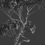 Bonsai tree 3D model | formats: MAX (VRay), FBX, OBJ | vol.1 - 12-1 - wire