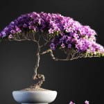 Bonsai tree 3D model | formats: MAX (VRay), FBX, OBJ | vol.1 - 12-2
