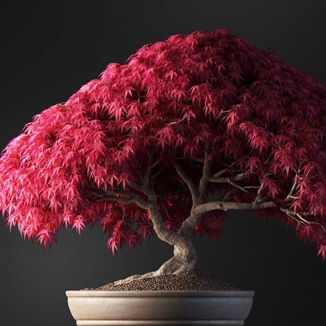 Bonsai tree vol.1 - 13-1 Bonsai tree vol.1 - 13-1