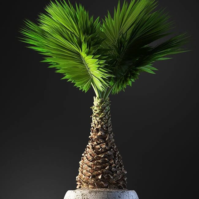 Bonsai tree vol.1 - 17-1 Bonsai tree vol.1 - 17-1