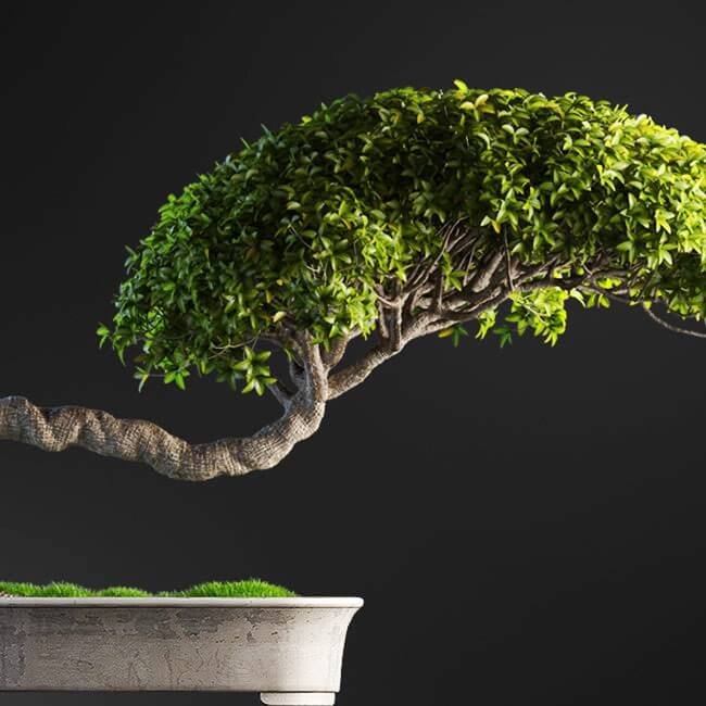 Bonsai tree vol.1 - 2-1 Bonsai tree vol.1 - 2-1