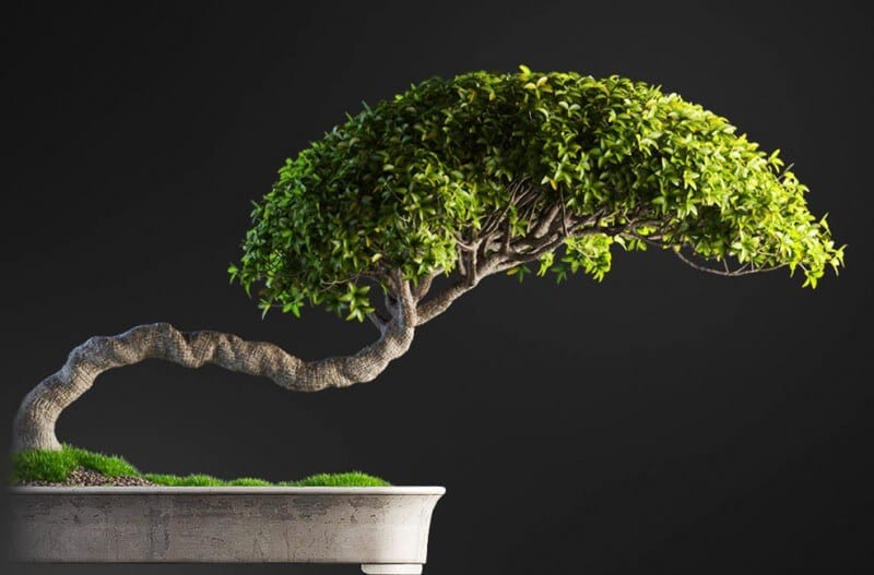 Bonsai tree 3D model | formats: MAX (VRay), FBX, OBJ | vol.1 - 2-1