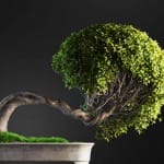 Bonsai tree 3D model | formats: MAX (VRay), FBX, OBJ | vol.1 - 2-2