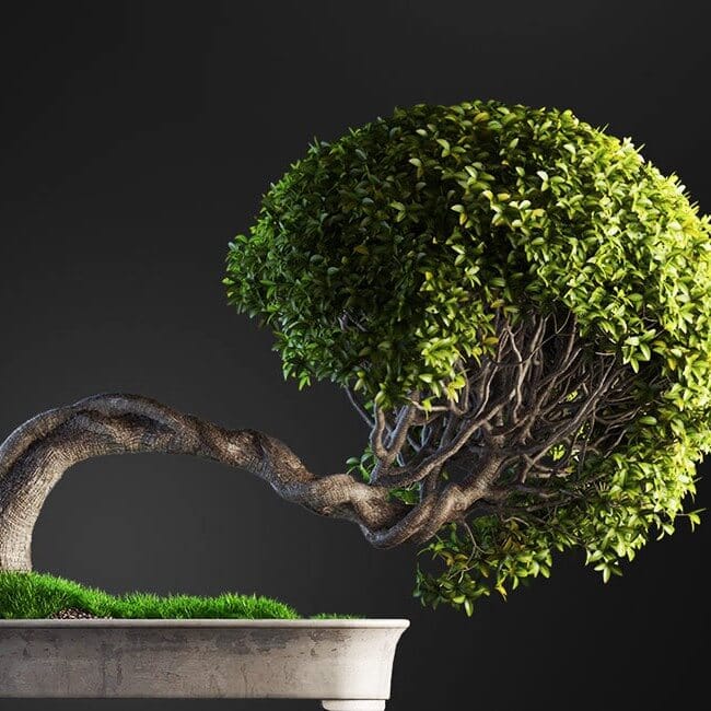 Bonsai tree vol.1 - 2-2 Bonsai tree vol.1 - 2-2