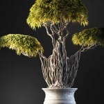 Bonsai tree 3D model | formats: MAX (VRay), FBX, OBJ | vol.1 - 6-1