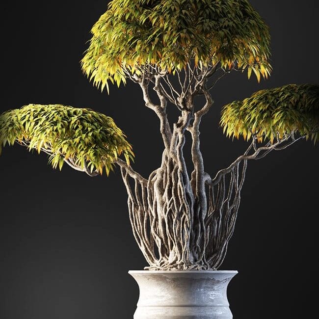 Bonsai tree vol.1 - 6-1 Bonsai tree vol.1 - 6-1
