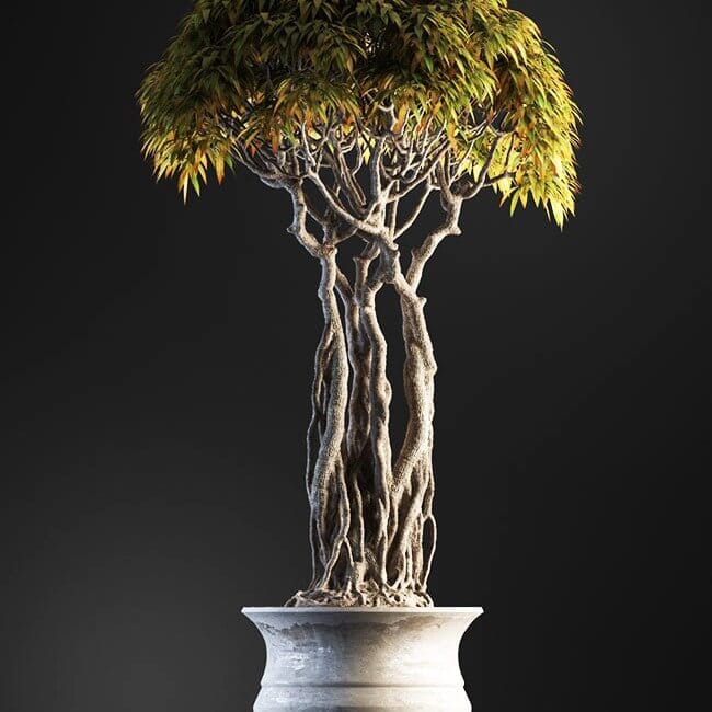Bonsai tree vol.1 - 6-2 Bonsai tree vol.1 - 6-2