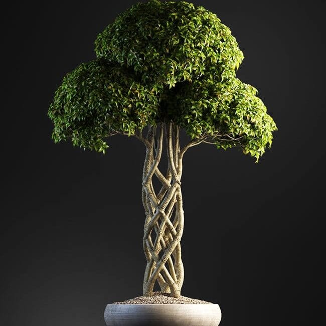 Bonsai tree vol.1 - 7-1 Bonsai tree vol.1 - 7-1