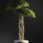 Bonsai tree 3D model | formats: MAX (VRay), FBX, OBJ | vol.1 - 7-2