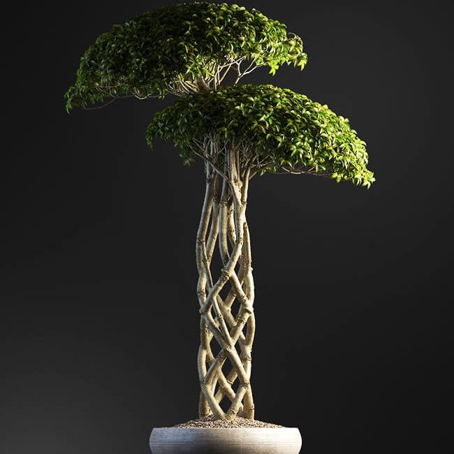 Bonsai tree vol.1 - 7-2 Bonsai tree vol.1 - 7-2