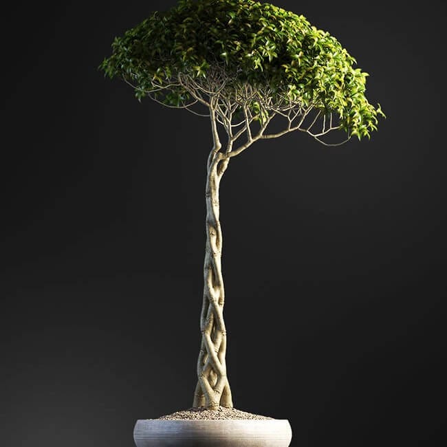 Bonsai tree vol.1 - 7-3 Bonsai tree vol.1 - 7-3