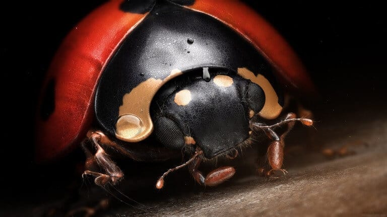  Mr Ladybird created by Denis Bodart