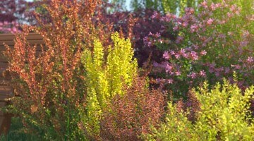 Collections of Realistic Shrubs for 3ds Max
