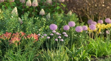 Realistic Digital Plants - v1