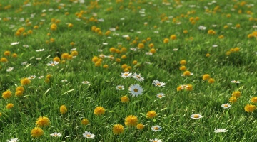 HQ Grass 1 - collection of realistic 3d models of flowers and grass