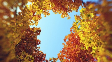 Hd Trees 4 - summer and autumn broadleaf plants