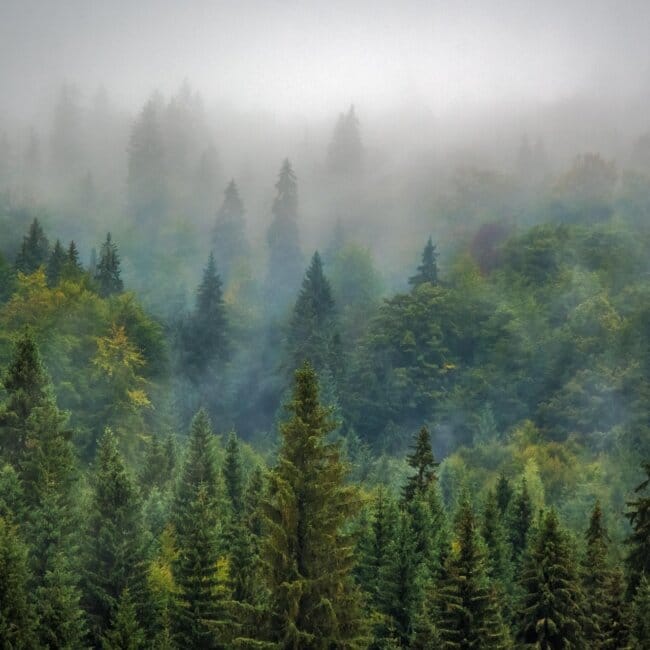 Forest Forest